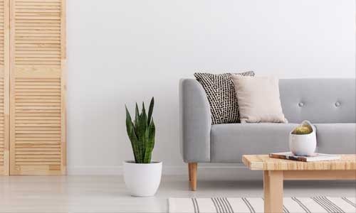 Grey couch, plant and coffee table